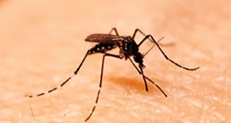 بیماری سالک